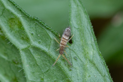 Entomobryidae