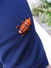Rhynchophorus ferrugineus