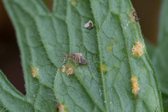 Entomobryidae
