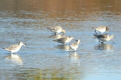 Limosa lapponica