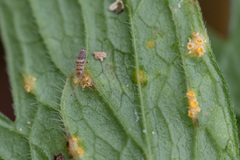 Entomobryidae
