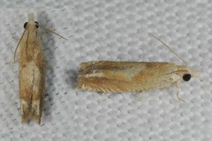 Eucosma conterminana