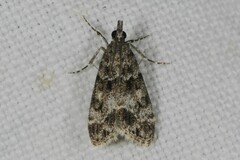 Eudonia mercurella