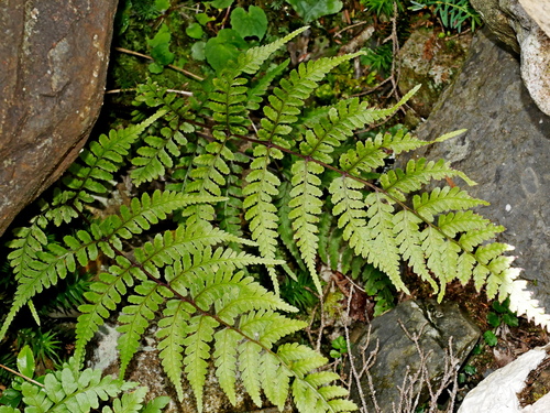 Athyrium vidalii, photograph 2