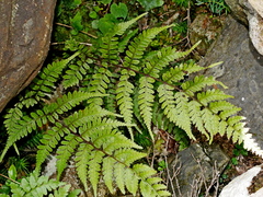 Athyrium vidalii, photograph Jacy Chen, CC BY, iNaturalist via GBIF