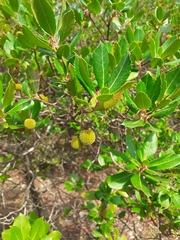Arbutus