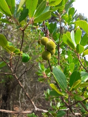 Arbutus