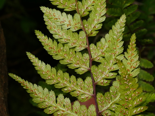 Athyrium vidalii, photograph 3