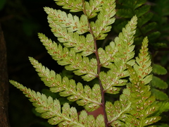 Athyrium vidalii, photograph Jacy Chen, CC BY, iNaturalist via GBIF