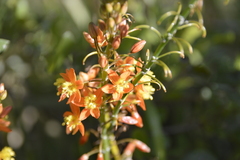 Bulbine frutescens
