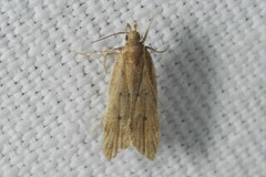 Helcystogramma lutatella