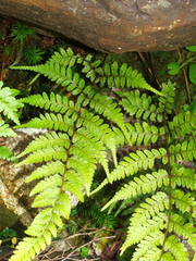 Athyrium vidalii, photograph Jacy Chen, CC BY, iNaturalist via GBIF