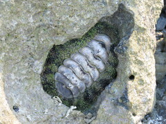 Acanthopleura gemmata