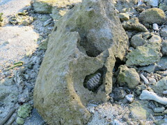 Acanthopleura gemmata