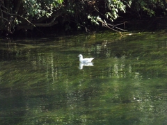 Chroicocephalus ridibundus