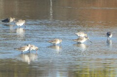 Limosa lapponica