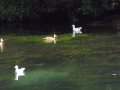 Chroicocephalus ridibundus