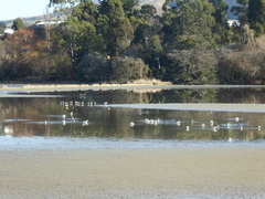 Limosa lapponica