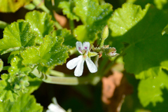 Pelargonium odoratissimum