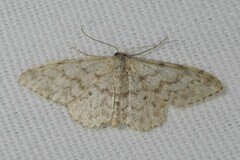 Idaea alyssumata