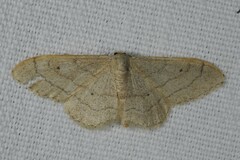 Idaea aversata