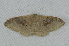 Idaea degeneraria