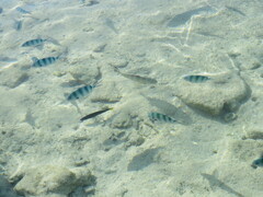 Abudefduf sexfasciatus