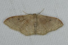 Idaea degeneraria