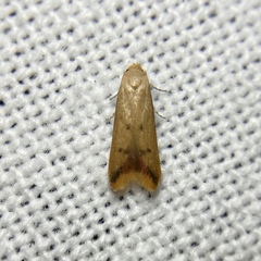 Tachystola hemisema