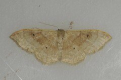 Idaea rubraria