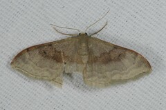 Idaea degeneraria