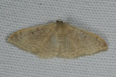 Idaea degeneraria