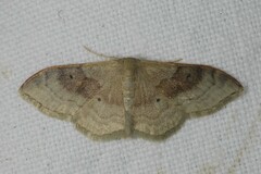 Idaea degeneraria