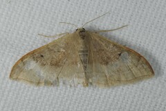 Idaea degeneraria