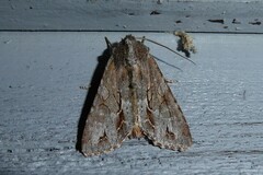 Ichneutica ustistriga