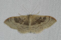 Idaea degeneraria