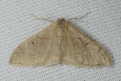 Idaea degeneraria