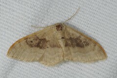Idaea degeneraria