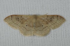 Idaea degeneraria