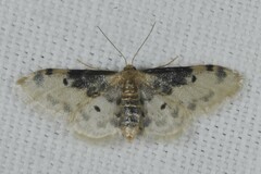 Idaea filicata