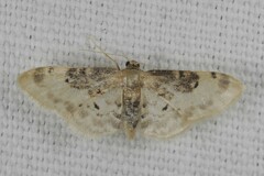 Idaea filicata
