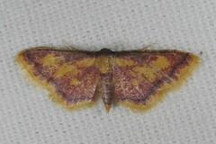 Idaea muricata