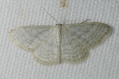 Idaea subsericeata