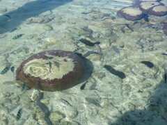 Abudefduf septemfasciatus