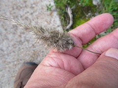 Enneapogon nigricans