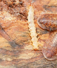 Tenebrionoidea