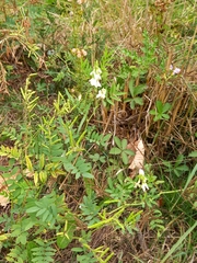 Galega officinalis