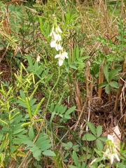 Galega officinalis