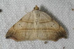 Laspeyria flexula