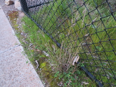 Enneapogon nigricans